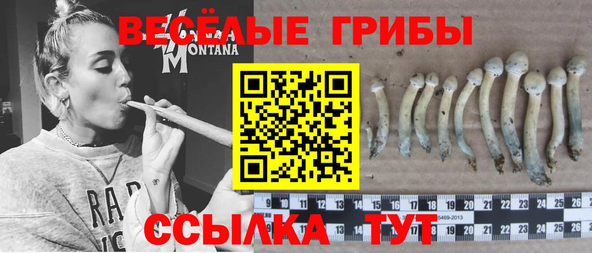 Галлюциногенные грибы Psilocybe Городец